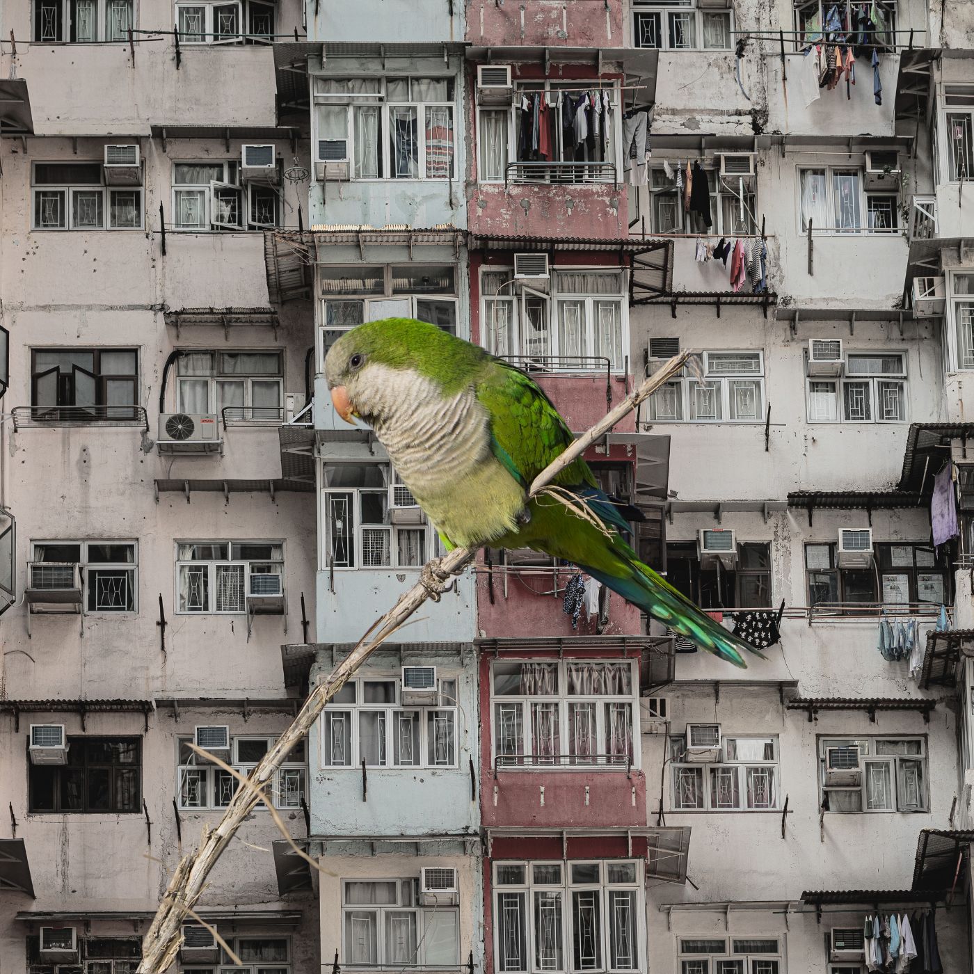 Copertina dell'articolo Popolazione Italia ad Alta Risoluzione: un Layer a 30 Metri che Unisce HRSL e WorldPop